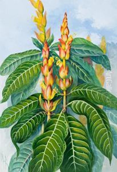 Aphelandra Squarrosa Oil Painting by Marian Ellis Rowan