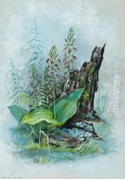 Leptorchis Liliifolia Oil Painting by Marian Ellis Rowan