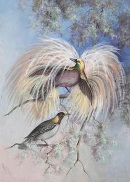 Birds Of Paradise Oil Painting by Marian Ellis Rowan