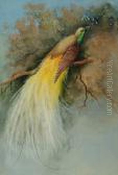 A Bird Of Paradise Oil Painting by Marian Ellis Rowan