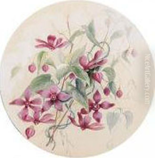 A Folio Of Watercolours Of Australian Flowers Oil Painting by Marian Ellis Rowan