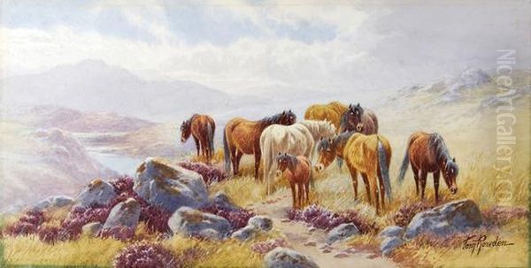 Ponies On Dartmoor; Sheep On A Devonclifftop Oil Painting by Thomas, Tom Rowden