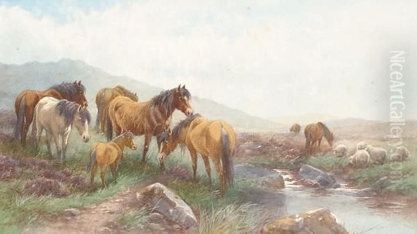 Dartmoor Ponies And Sheep Oil Painting by Thomas, Tom Rowden