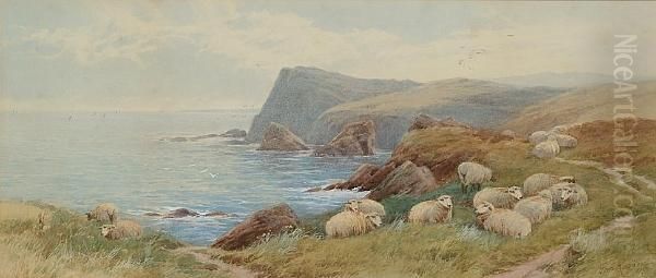 Sheep On A Coastline Oil Painting by Thomas, Tom Rowden