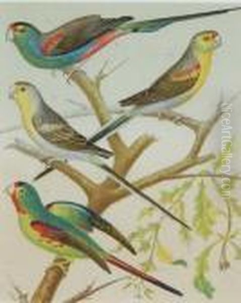 The Illustrated Book Of Canaries And Cage-birds Oil Painting by William Rutledge