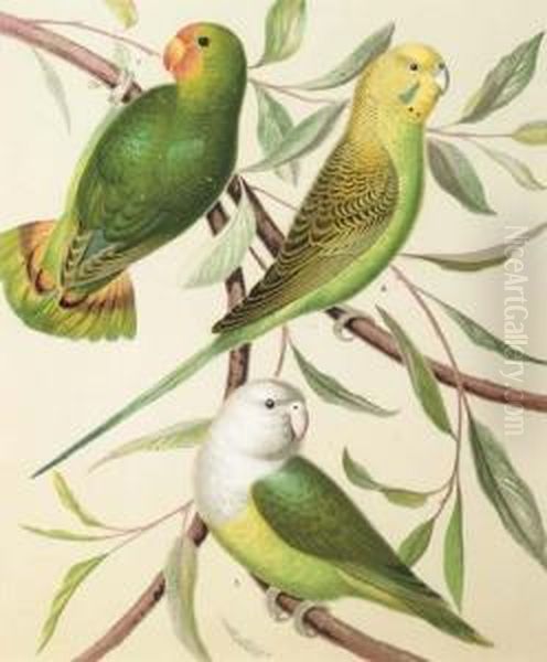 The Illustrated Book Of Canaries And Cage-birds, British Andforeign: Eight Plates Oil Painting by William Rutledge