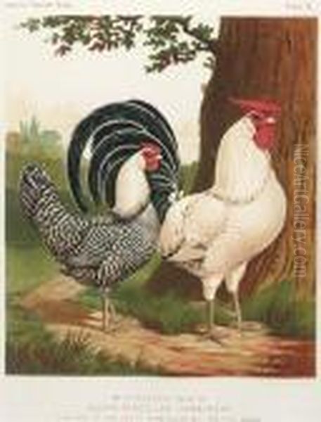 The Illustrated Book Of Poultry: Six Plates Oil Painting by William Rutledge