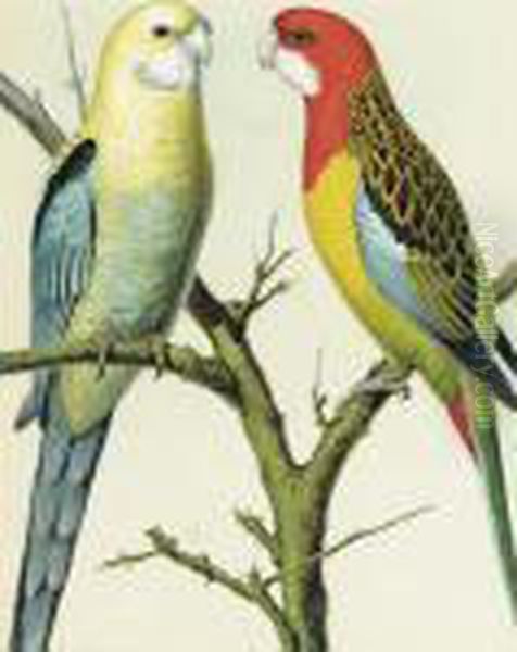 The Illustrated Book Of Canaries
 And Cage-birds, British Andforeign Cassell & Co., Limited: Six 
Plates Oil Painting by William Rutledge