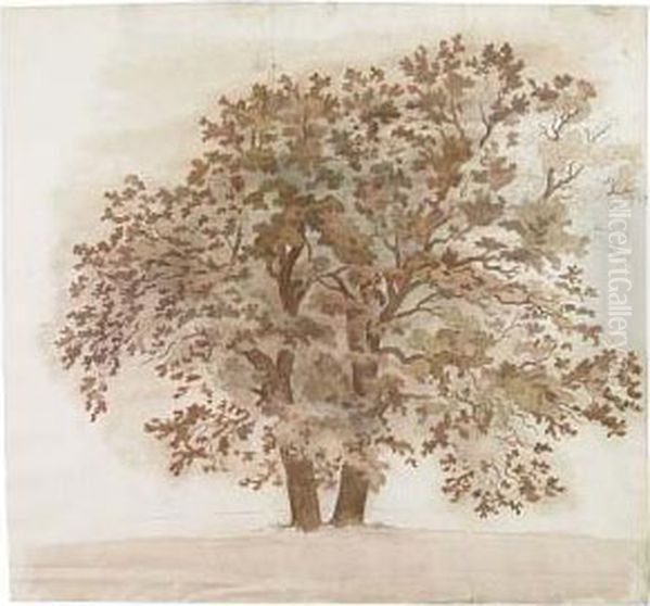 Study Of A Maple Tree Oil Painting by Friedrich Salathe