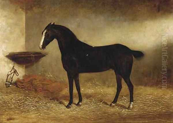 Bob, a black horse in a stable Oil Painting by George Earl