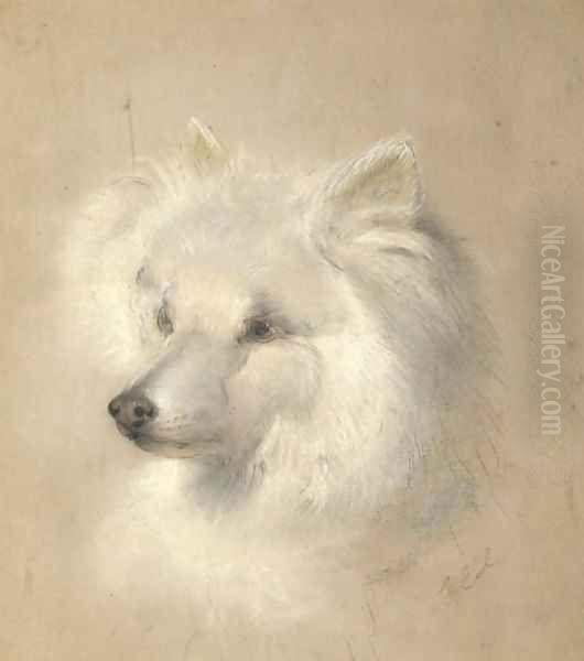 Lady Jane, a pomeranian Oil Painting by George Earl