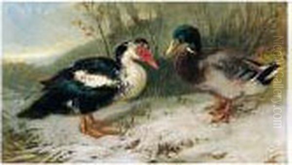 Zwei Enten (two Ducks) Oil Painting by Julius Scheurer