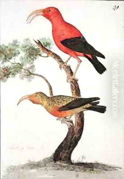 f29 Red Sickle bill Olakele or Liwi Vestiaria coccinea Oil Painting by William Ellis