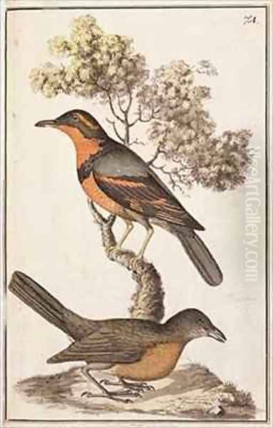 f74 TtoB Varied Thrush Ixoreus naevius and an American Robin Turdus migratorius Oil Painting by William Ellis