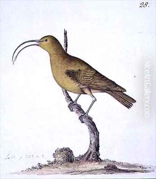 f28 Hook-billed Green Creeper or Akialoa Hemignathus obscurus Oil Painting by William Ellis