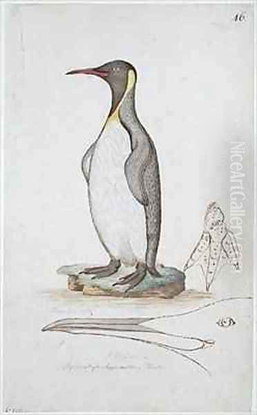 f46 King Penguin Aptenodytes patagonicus Oil Painting by William Ellis