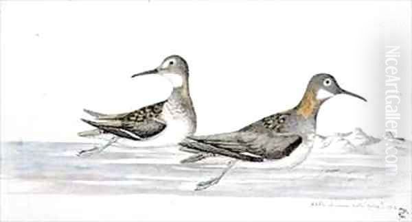 f63 Red necked or Northern Phalerope Lobipes lobatus Oil Painting by William Ellis