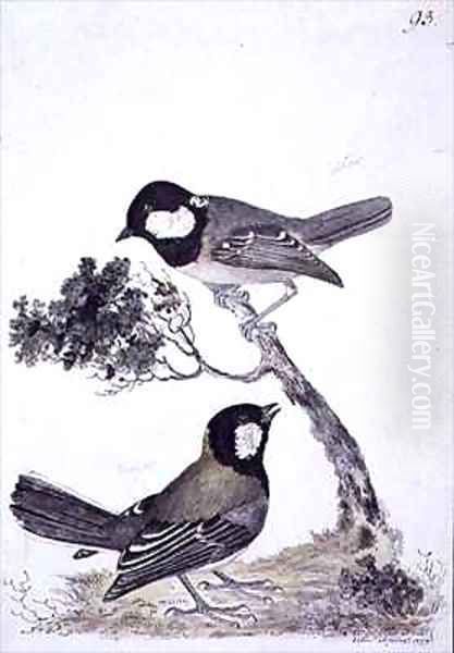 f93 Coal Tit and Great Tit Parus ater insularis and Parus major minor Oil Painting by William Ellis