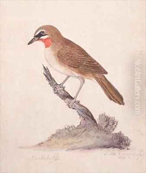 f75 Greater Kamchatka Nightingale or Siberian Ruby throated Robin Luscinia calliope camschatka Oil Painting by William Ellis