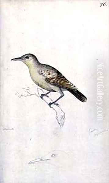 f76 Tahitian Reed warbler Conopoderas caffra caffra Oil Painting by William Ellis