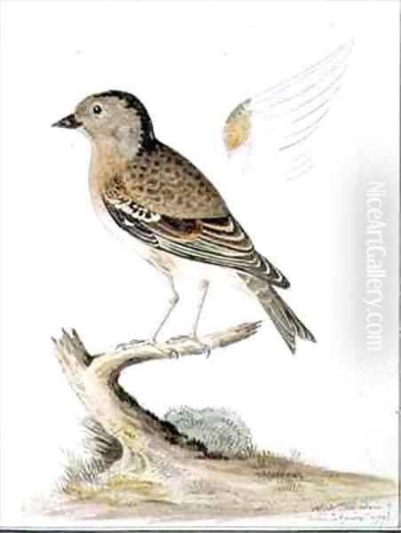 f84 Female Brambling Fringilla montifringilla Oil Painting by William Ellis