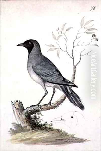 f78 Black faced Cuckoo shrike Coracina novaehollandiae Oil Painting by William Ellis