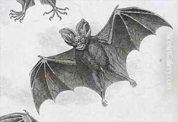 Bat Oil Painting by Sydenham Teast Edwards