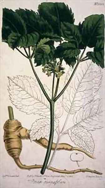 Panax quinquefolium Ginseng Oil Painting by Sydenham Teast Edwards