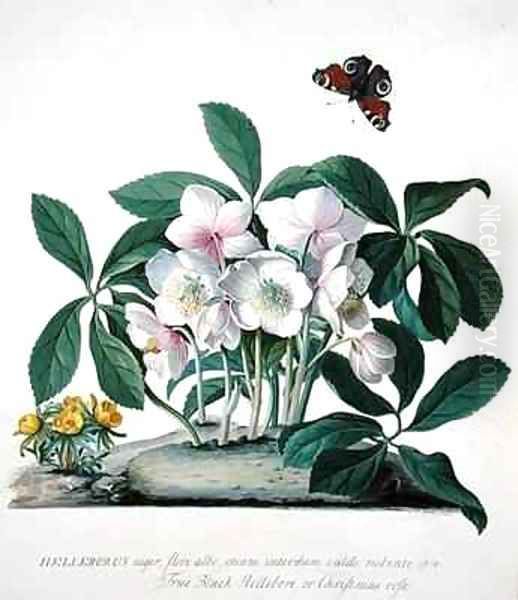 Helleborus Niger Oil Painting by Georg Dionysius Ehret