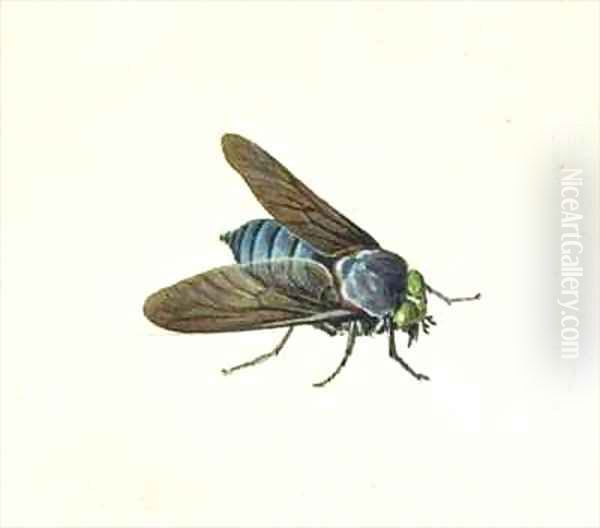 The Horsefly Oil Painting by Georg Dionysius Ehret