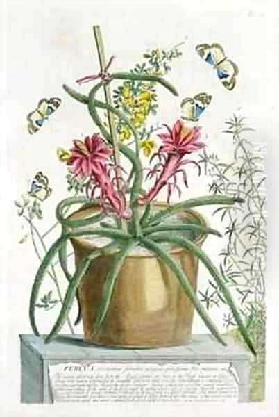 Cereus Minimus Oil Painting by Georg Dionysius Ehret