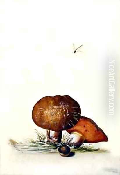 Cep Mushroom with Damsel Dragonfly Oil Painting by Georg Dionysius Ehret