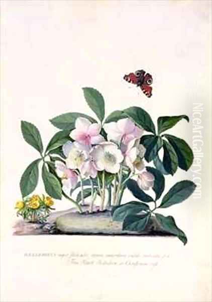 Christmas Rose Helleborus niger and Winter Aconite Eranthis hyemalis Oil Painting by Georg Dionysius Ehret