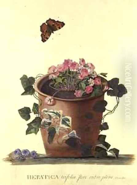 Hepatica trifolia Nobilis Oil Painting by Georg Dionysius Ehret