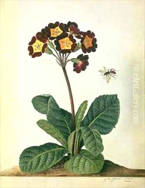 Primulaecae a Flowering Polyanthus with a Flying Insect Oil Painting by Georg Dionysius Ehret