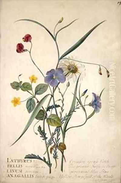 Lathyrus nissolia Chrysanthemum leucanthemum Linum perenne Lysimackia nemorum Oil Painting by Georg Dionysius Ehret