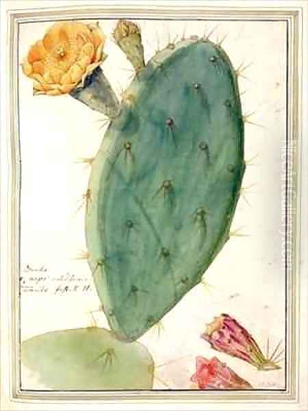 Detail of Cactus with Orange Flower Oil Painting by Georg Dionysius Ehret