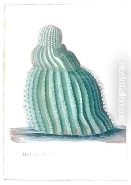 Melocactus Americanus major striis in spiram intortis spinis brevibus avuncis Miller Oil Painting by Georg Dionysius Ehret