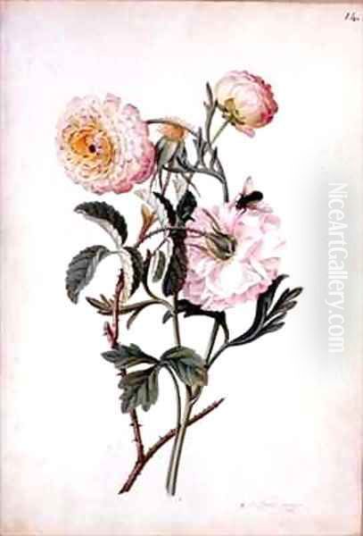 Musk Rose and Anemone Oil Painting by Georg Dionysius Ehret