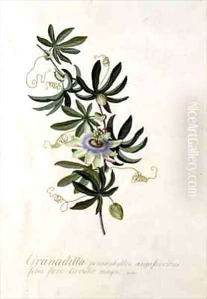 Passion Flower Oil Painting by Georg Dionysius Ehret