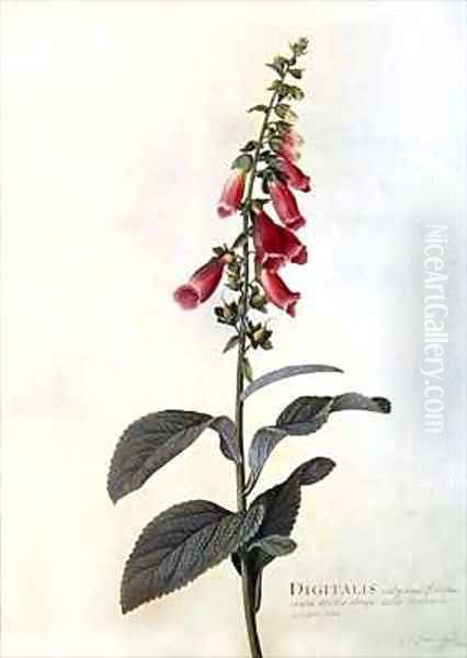 Digitalis purpurea Foxglove Oil Painting by Georg Dionysius Ehret