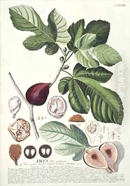 Ficus Fig Oil Painting by Georg Dionysius Ehret