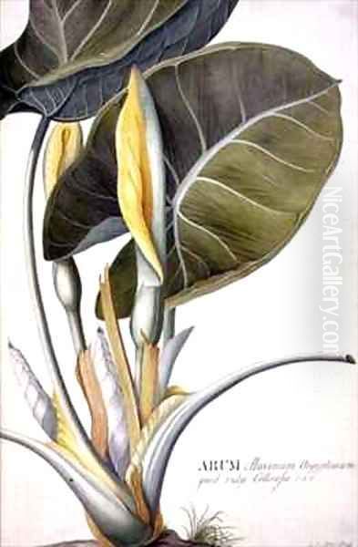 Arum maximum aegyptiacum Oil Painting by Georg Dionysius Ehret