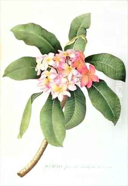 Plumeria Oil Painting by Georg Dionysius Ehret