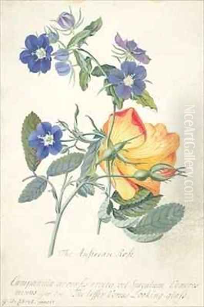 The Austrian Rose Oil Painting by Georg Dionysius Ehret