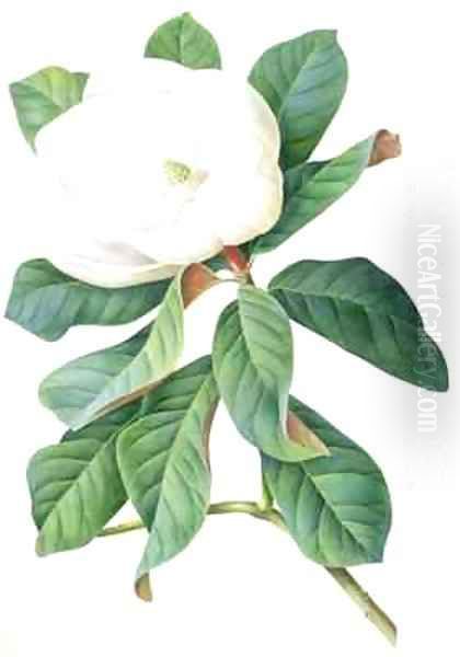 Magnolia Oil Painting by Georg Dionysius Ehret