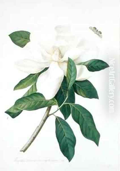 Magnolia altissima Oil Painting by Georg Dionysius Ehret