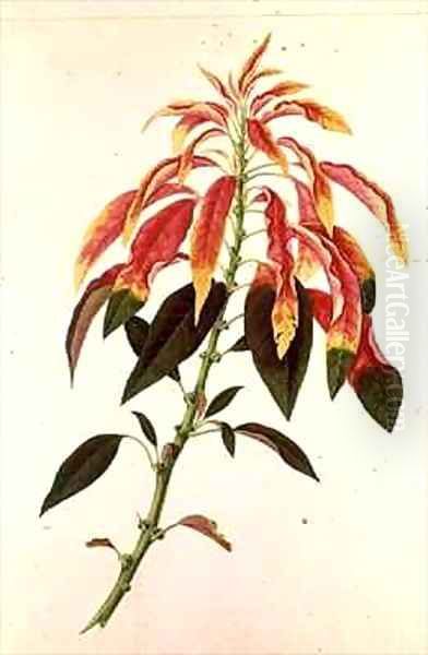 Pieris Oil Painting by Georg Dionysius Ehret