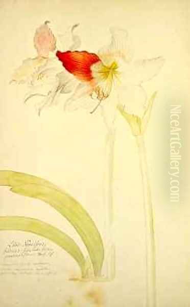 Amaryllis Lilio Narcissus Indicus Oil Painting by Georg Dionysius Ehret