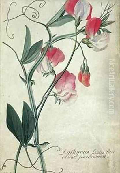 Lathyrus Siculus Flore Oil Painting by Georg Dionysius Ehret